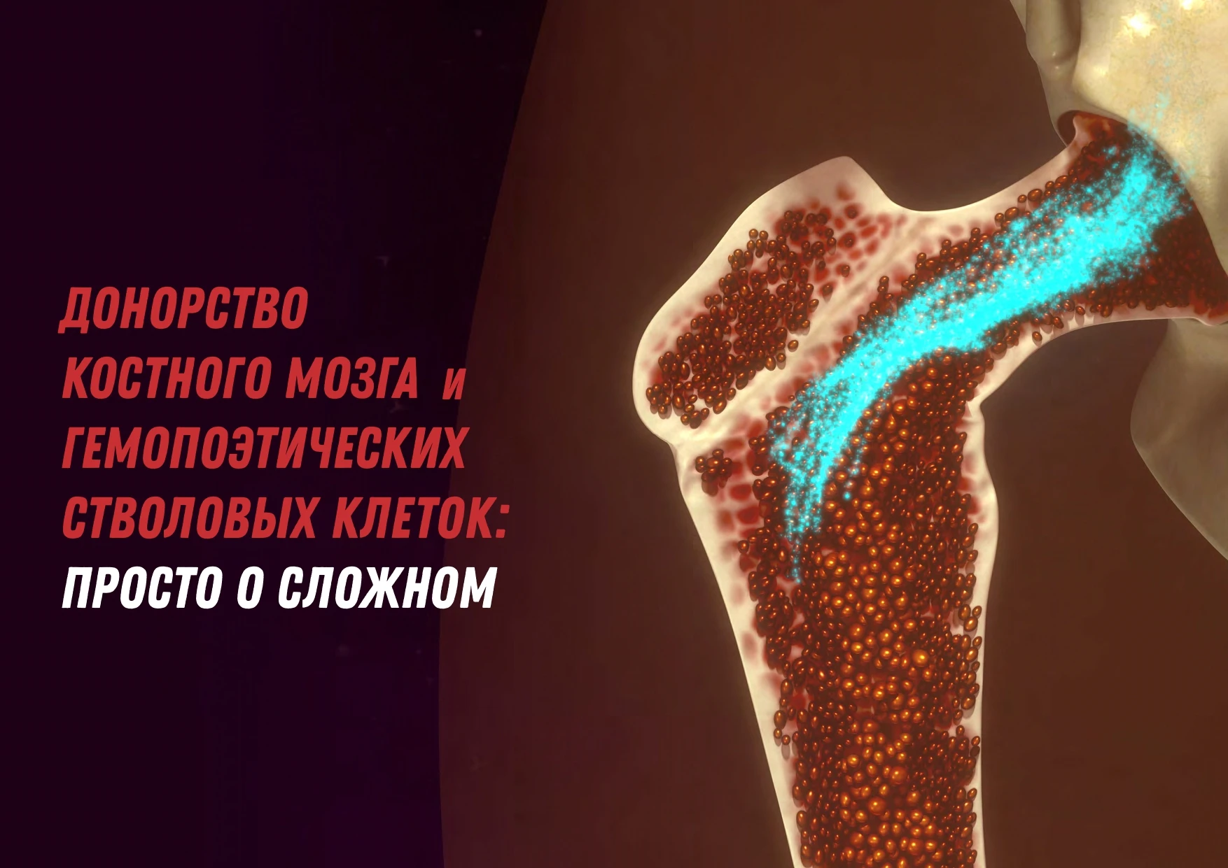 Донорство костного мозга и гемопоэтических стволовых клеток