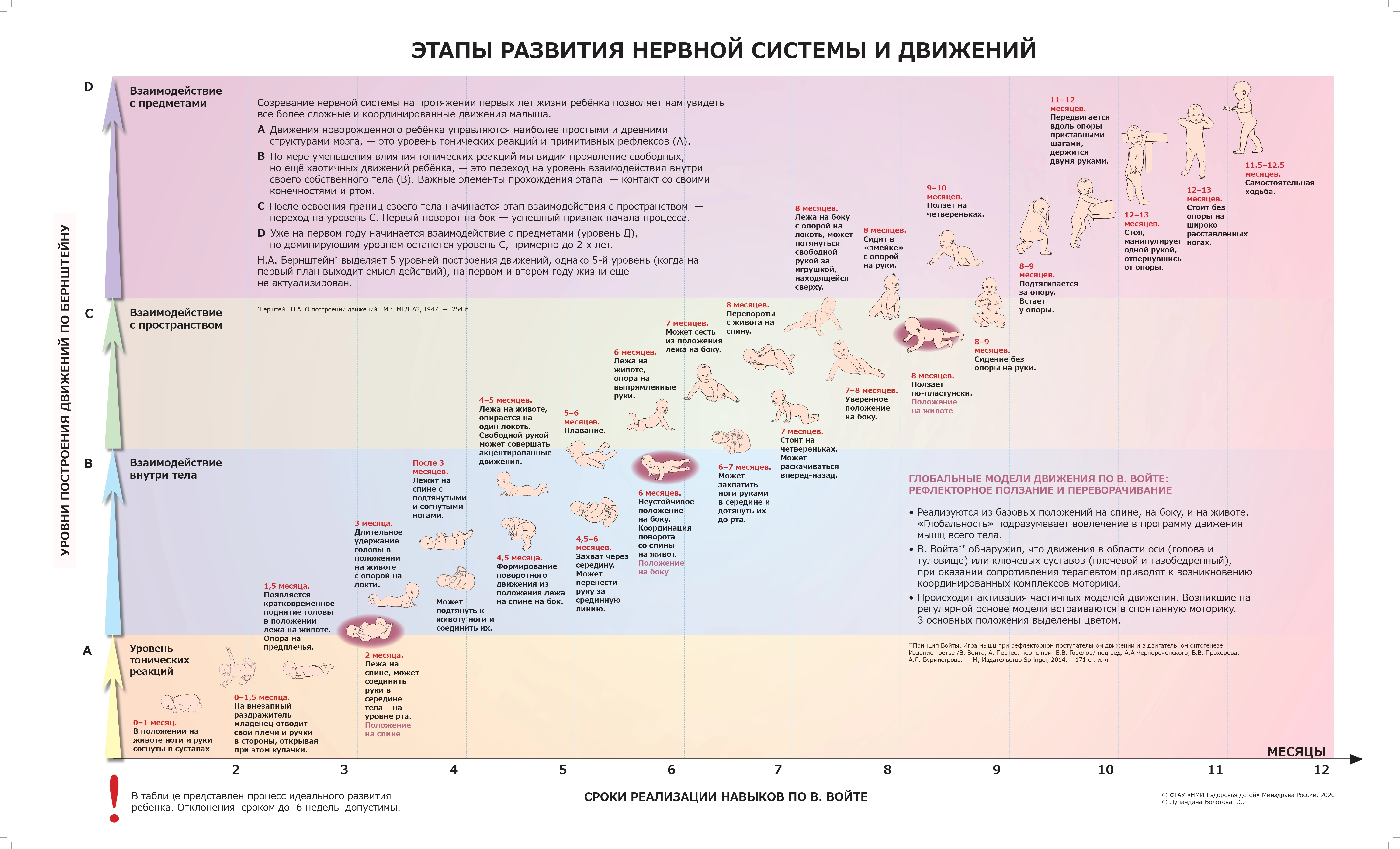 Этапы развития нервной системы и движений